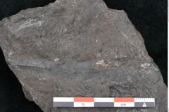Foto (Detailansicht) von Taeniopteris pseudosimplex Ettingshausen (NHMW-GEO-2024-0188-10292)